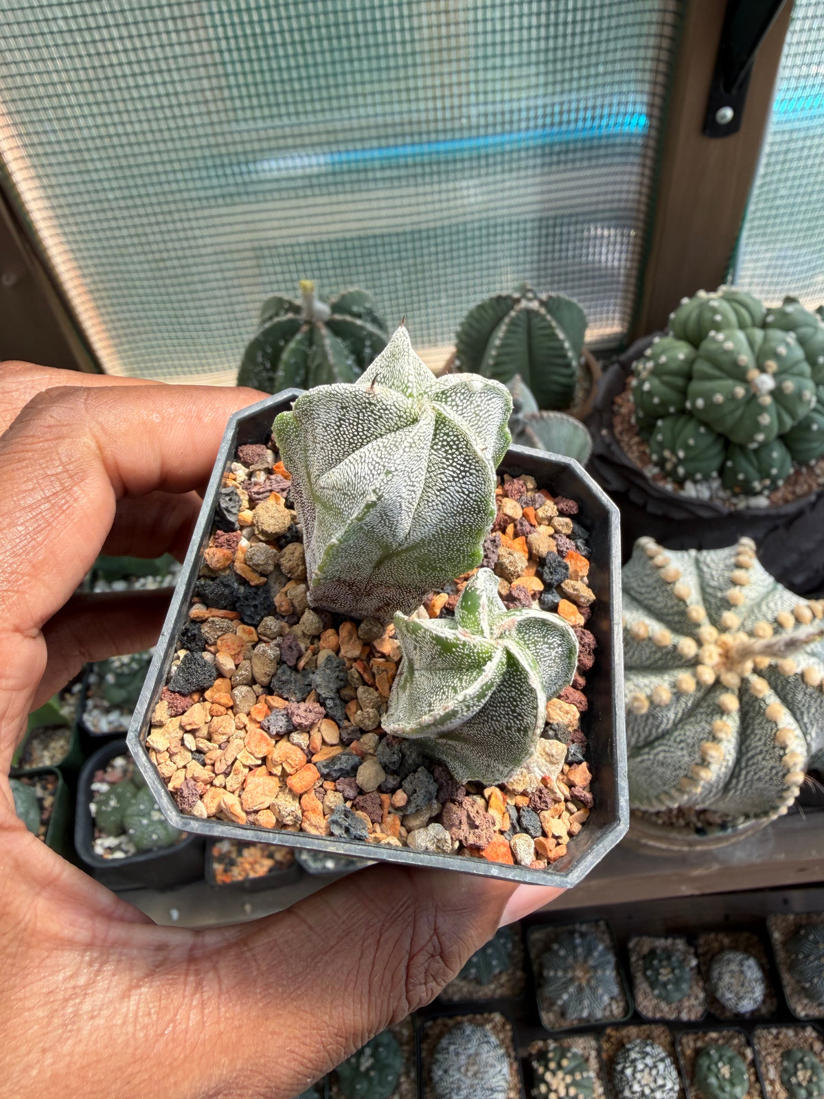 Astrophytum myriostigma Bundle