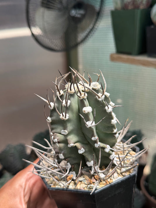 Astrophytum capricorne crassispinum