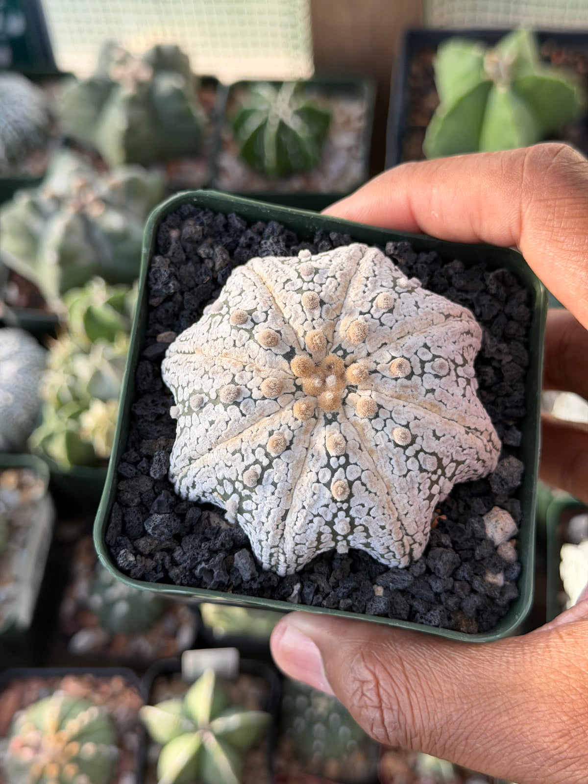 Astrophytum asterias Superkabuto Star Shape