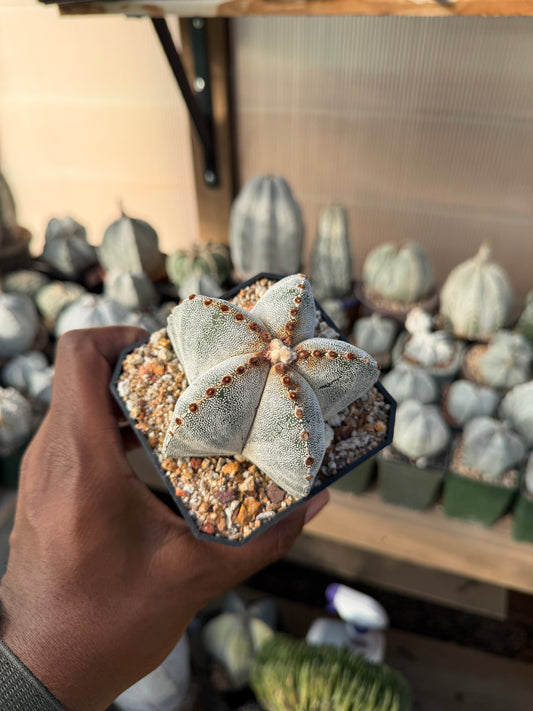 Astrophytum myriostigma ‘Red Tiger’