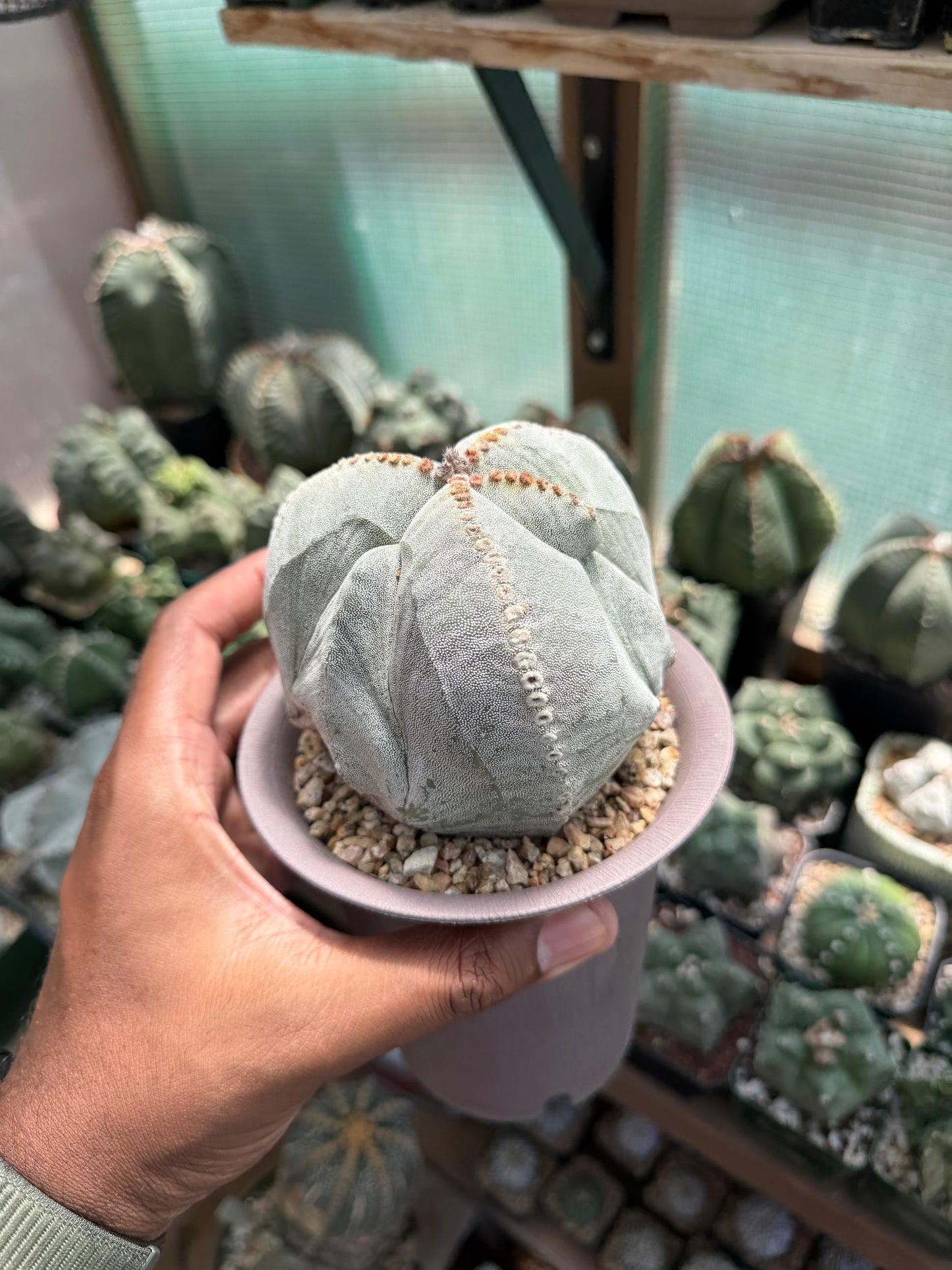 Astrophytum myriostigma tricostatum