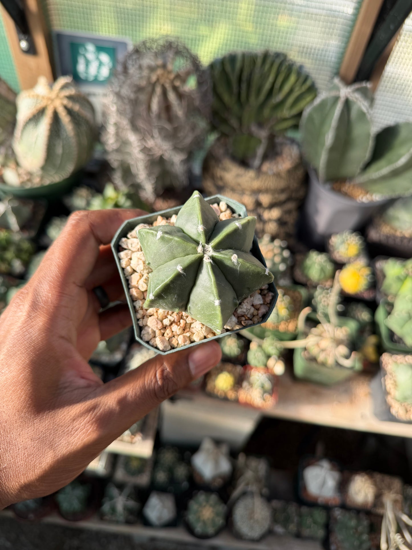Astrophytum myriostigma multicostatum