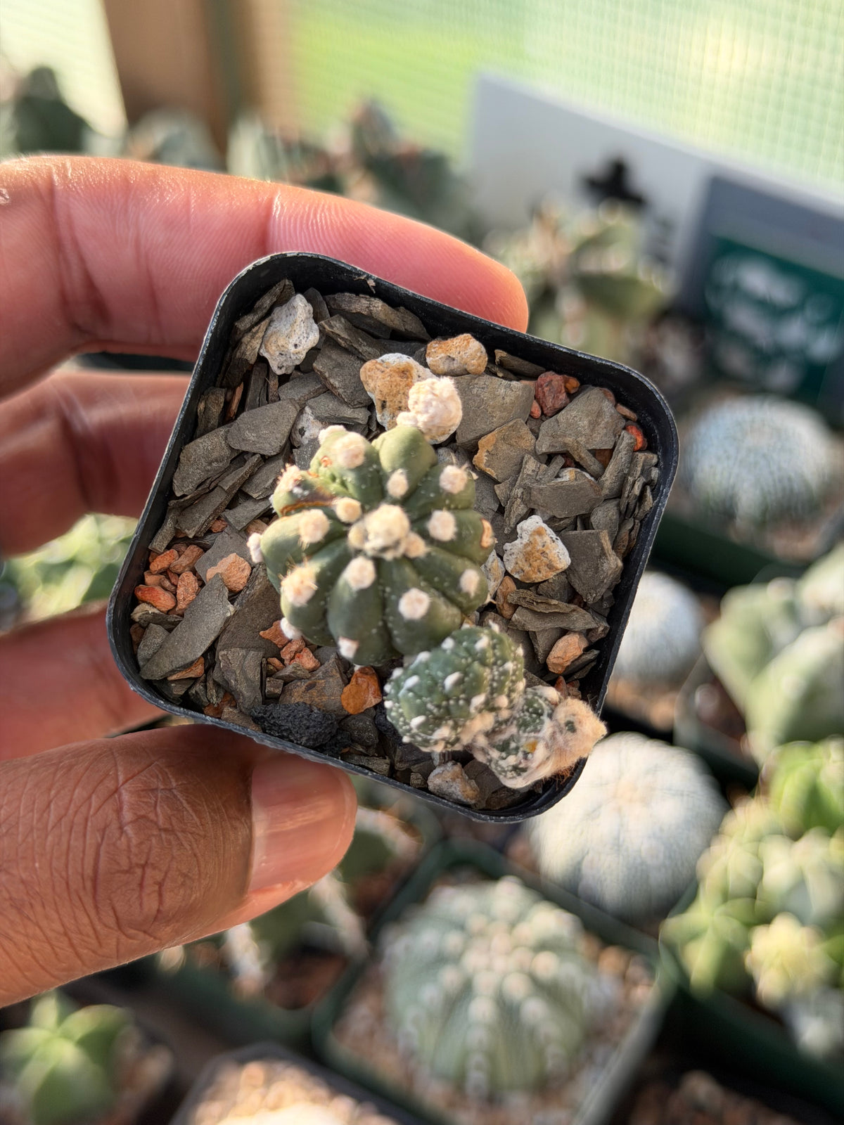 Astrophytum asterias Kikko Lizard Skin