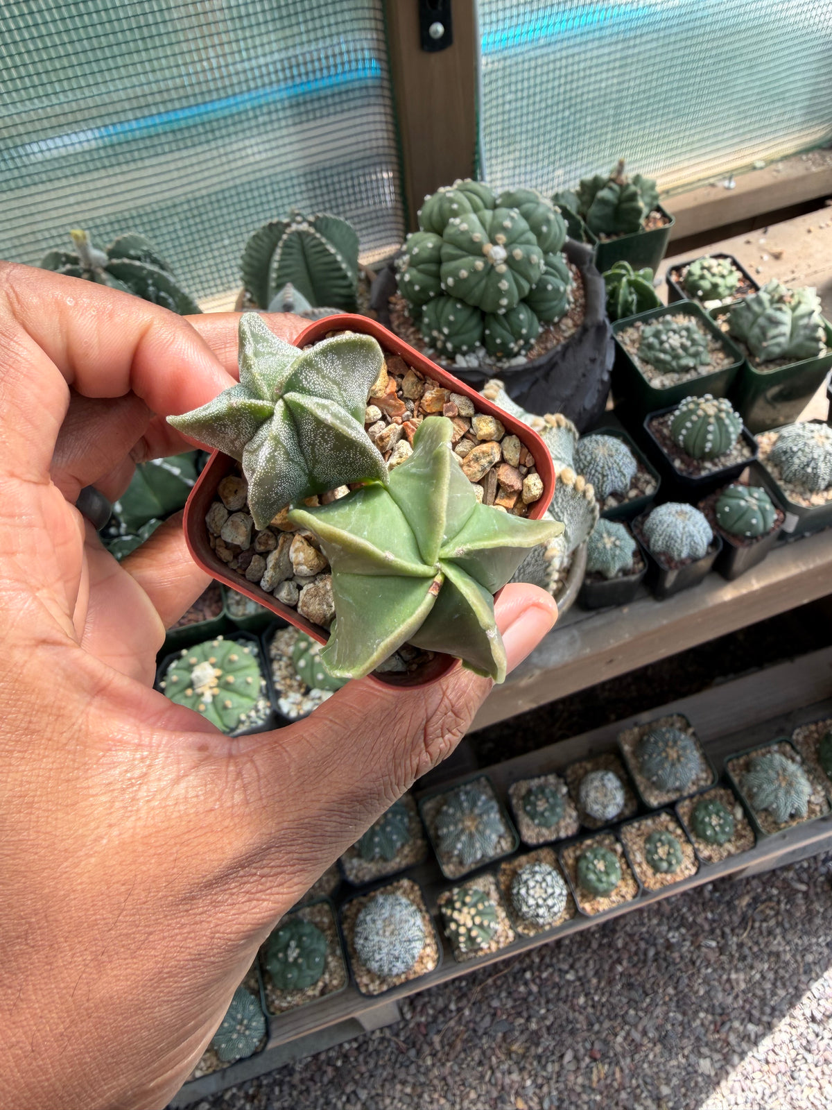 Astrophytum myriostigma Bundle