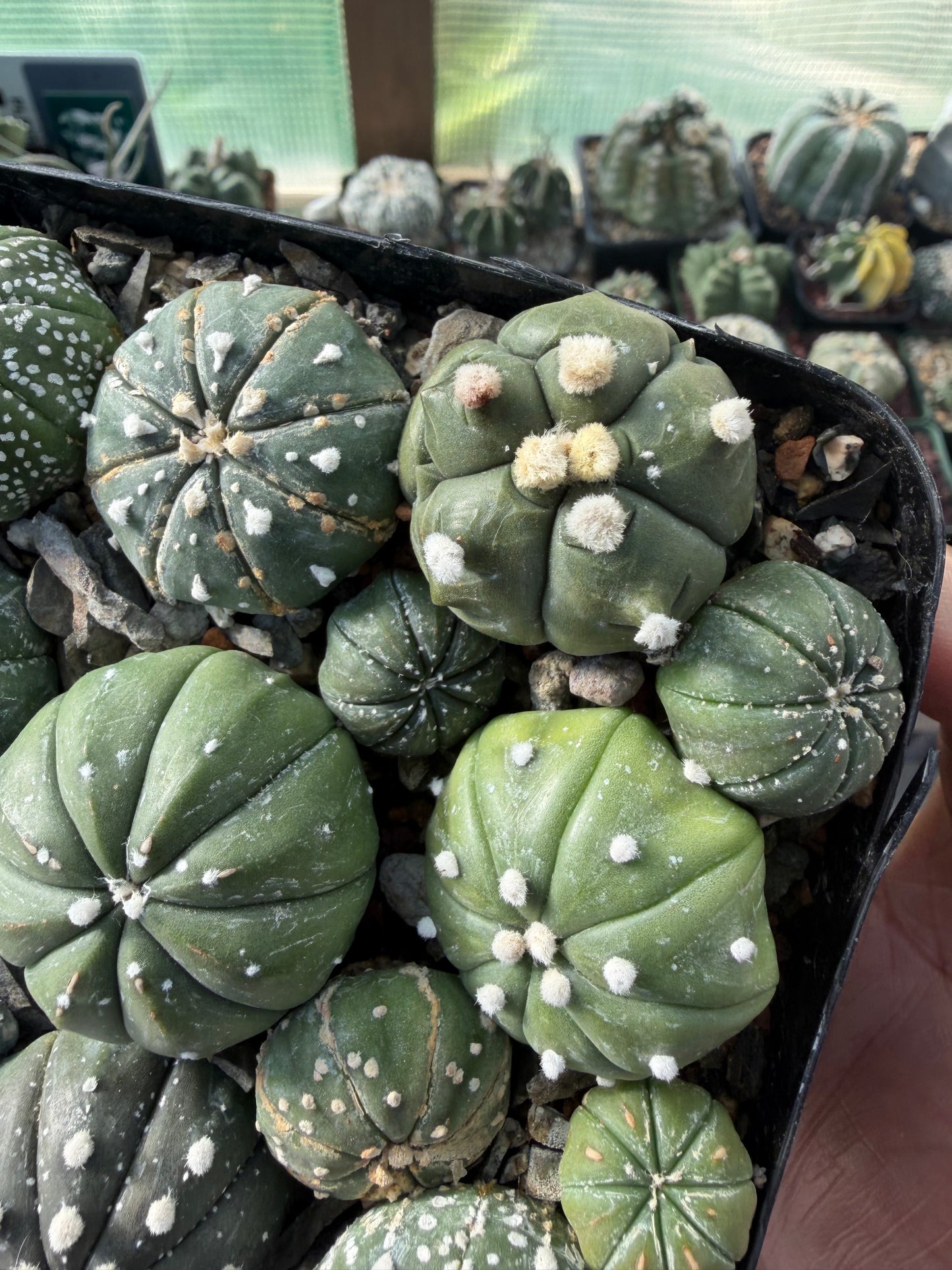 Astrophytum asterias Super Bundle!