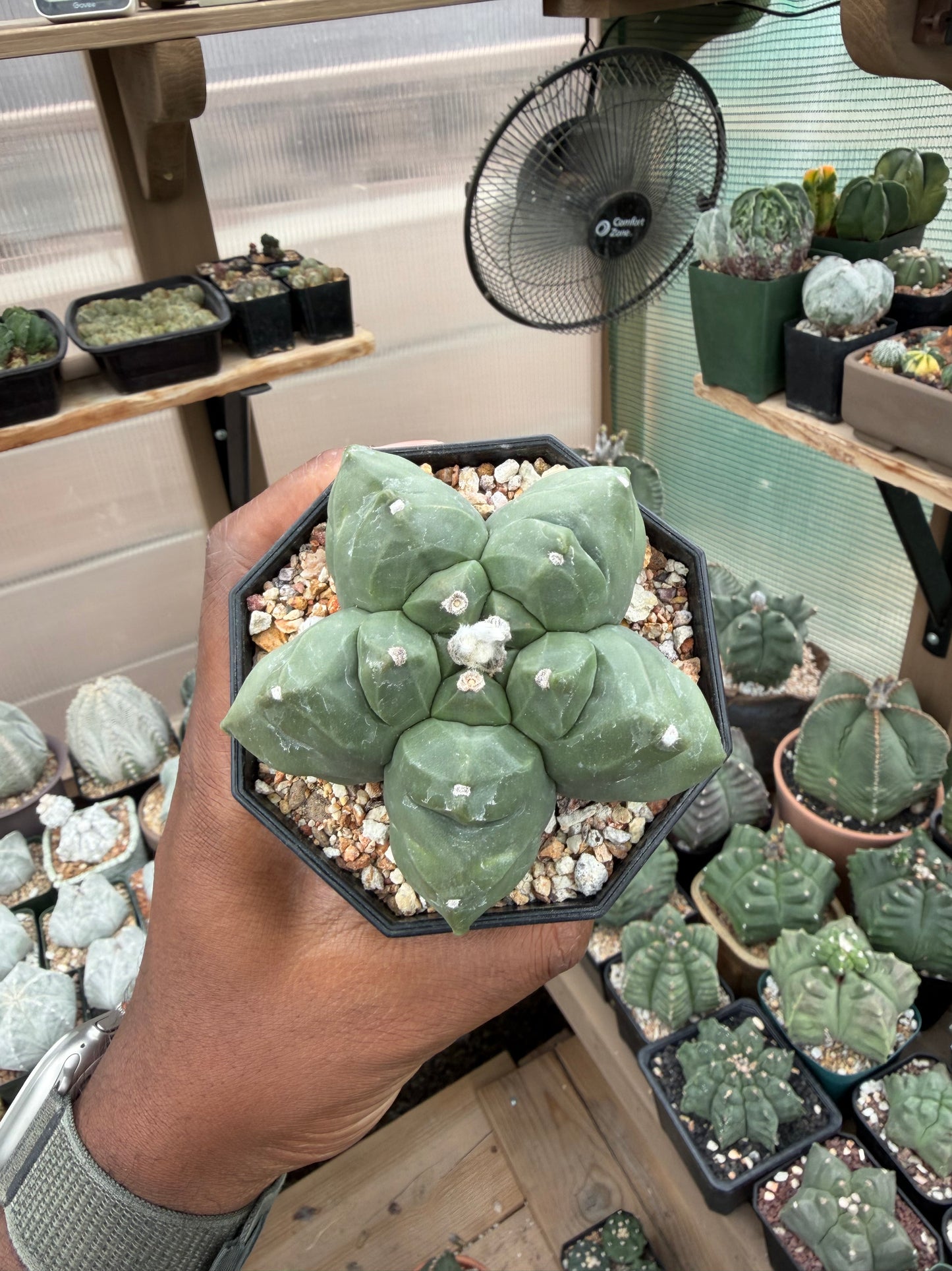 Astrophytum myriostigma Kikko