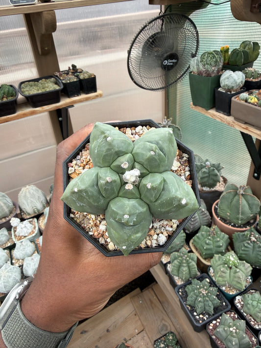 Astrophytum myriostigma Kikko