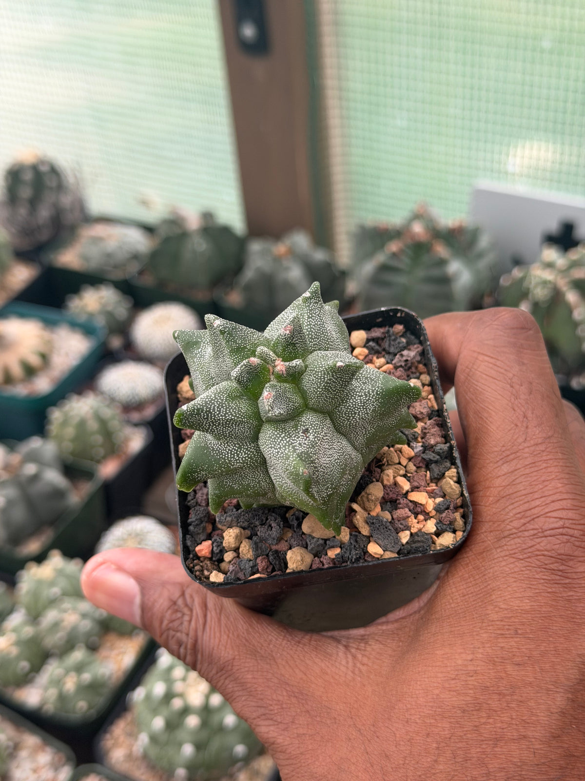 Astrophytum myriostigma Super Kikko