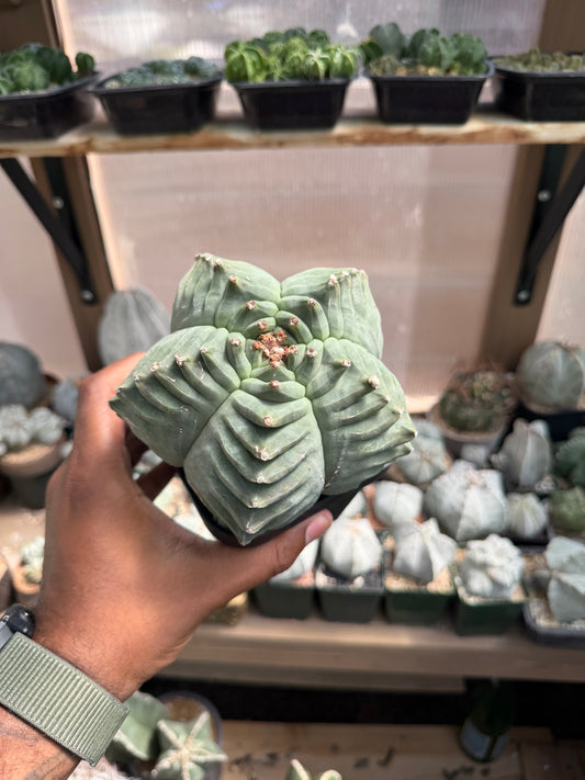 Astrophytum myriostigma Kikko Specimen