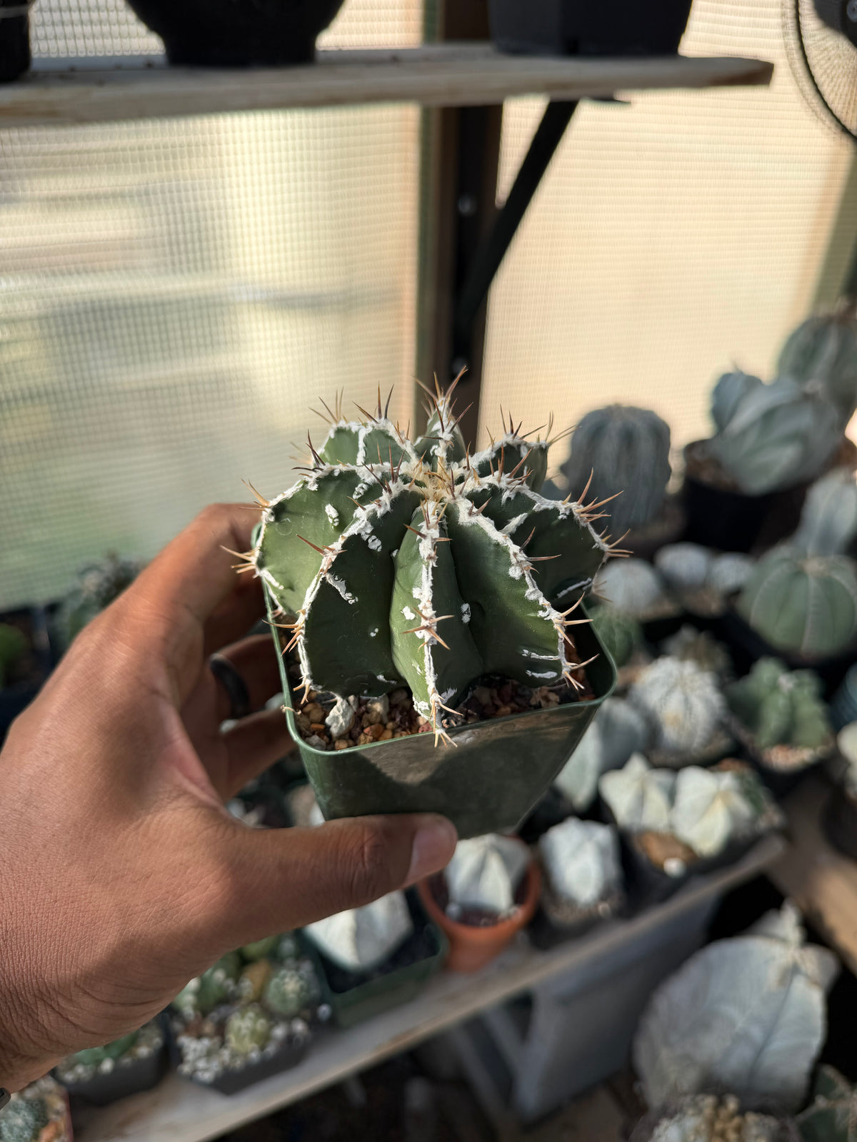 Astrophytum ornatum Fukuryu Hania
