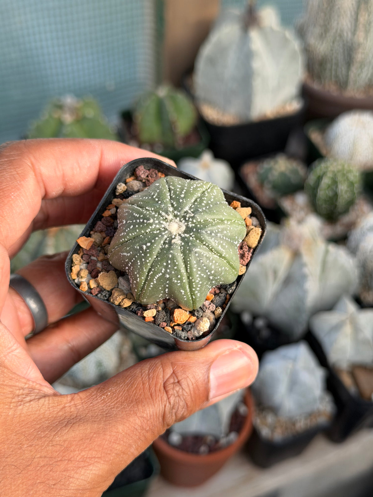 Astrophytum asterias Star Shape