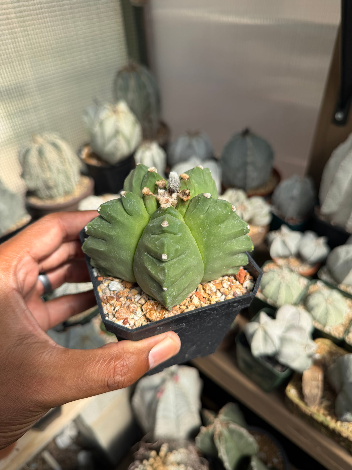 Astrophytum myriostigma Kikko