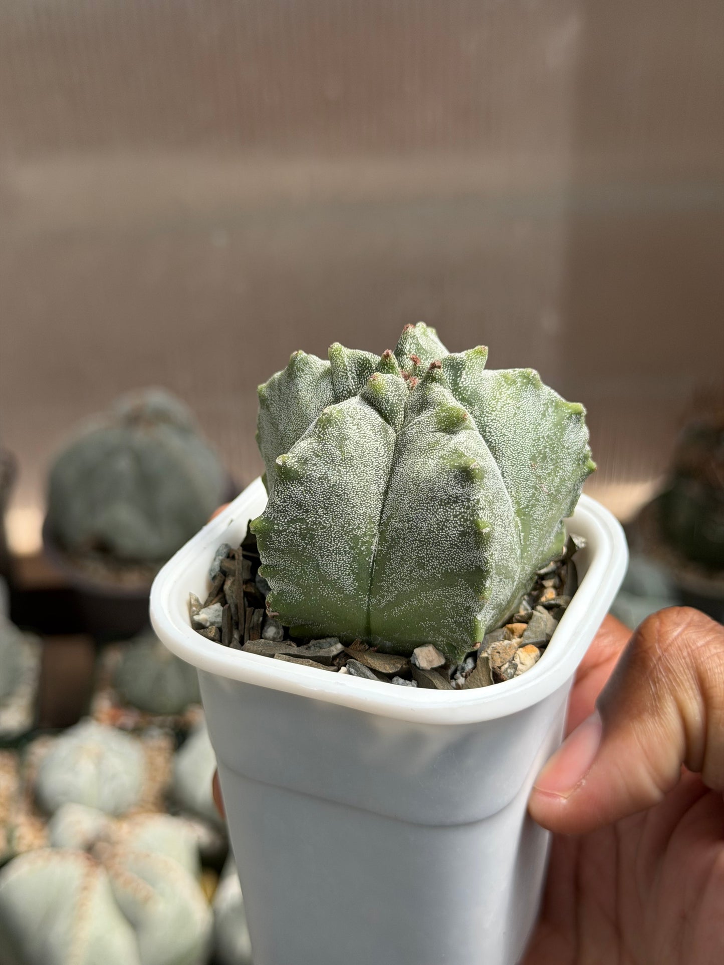 Astrophytum myriostigma Kikko