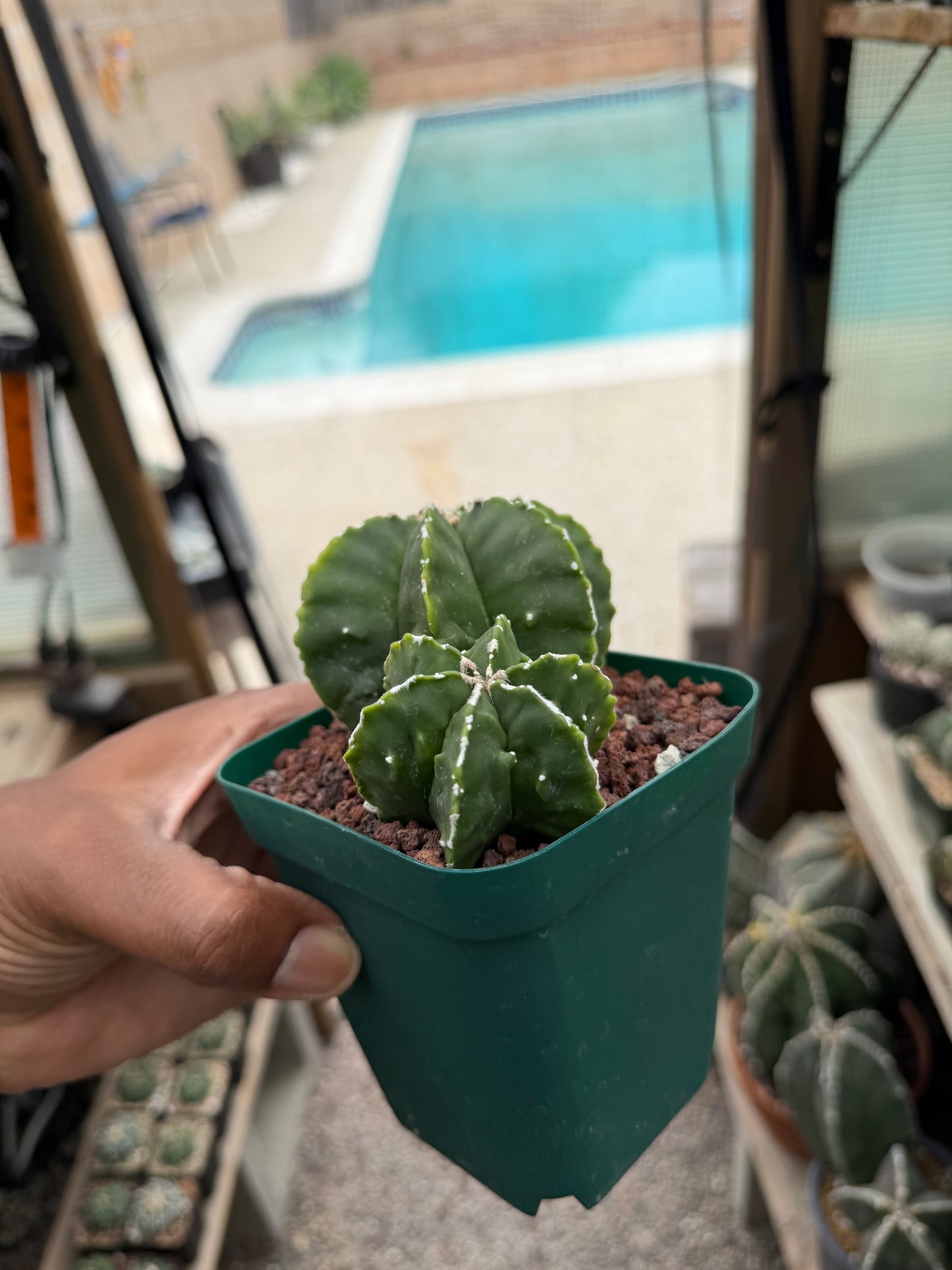 Astrophytum myriostigma Fukuryu 2 Headed
