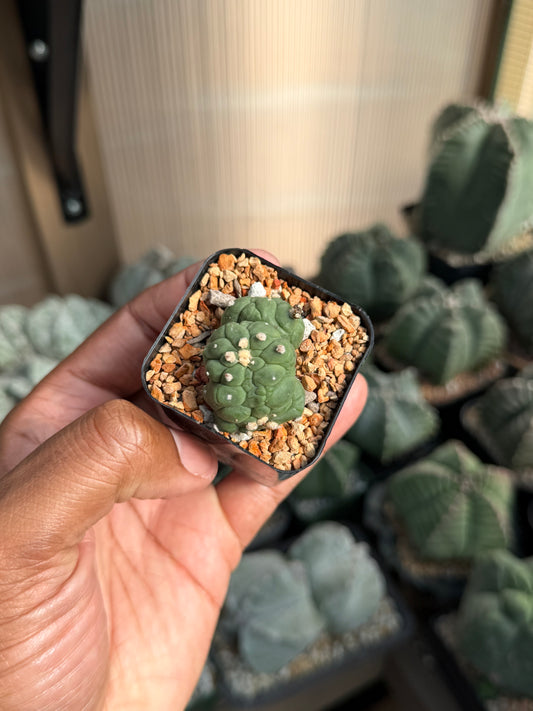 Astrophytum asterias Kikko Lizard Skin Cristata