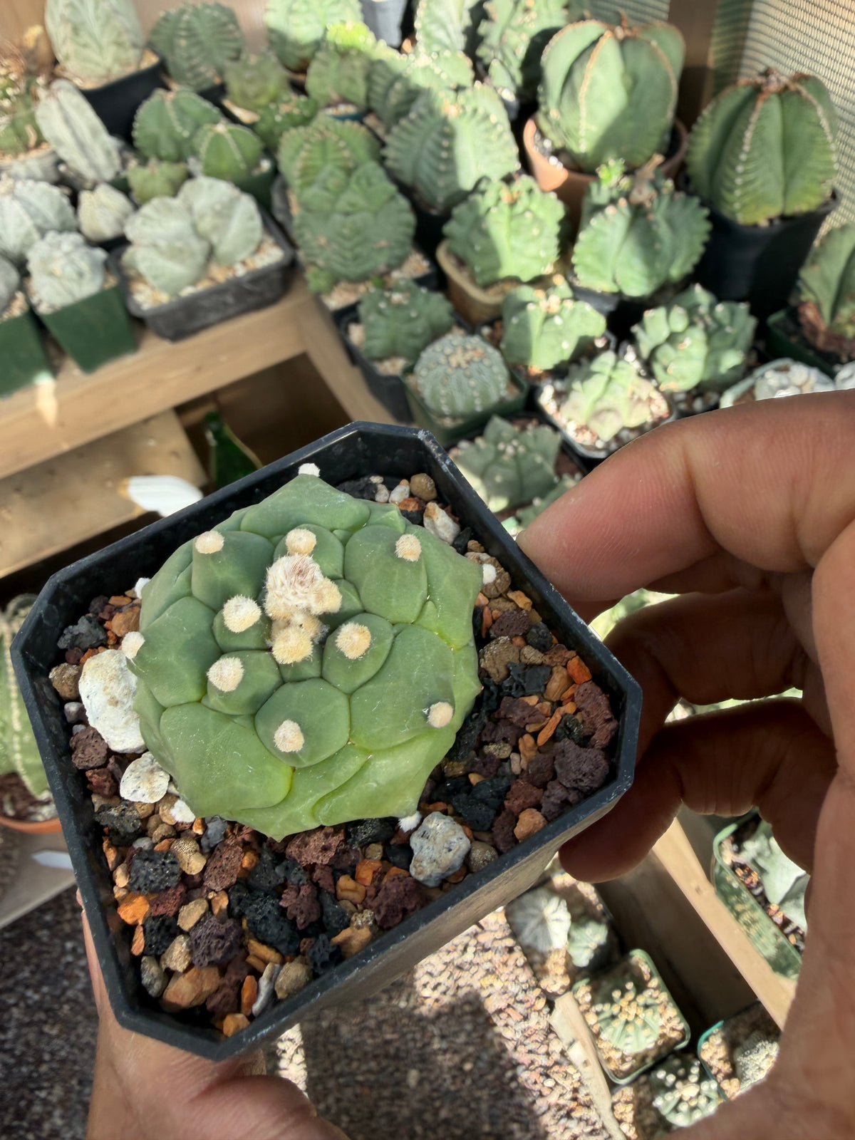 Astrophytum asterias Kikko