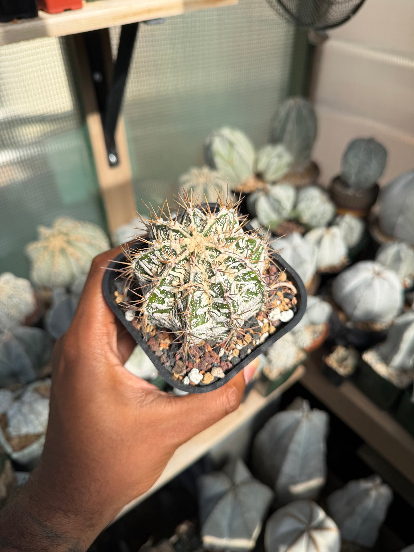 Astrophytum ornatum Fukuryu Hania