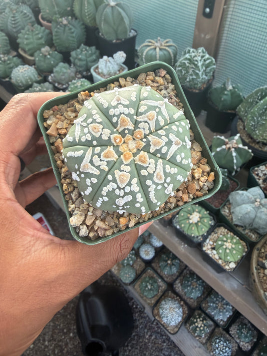Astrophytum asterias Superkabuto V-Type