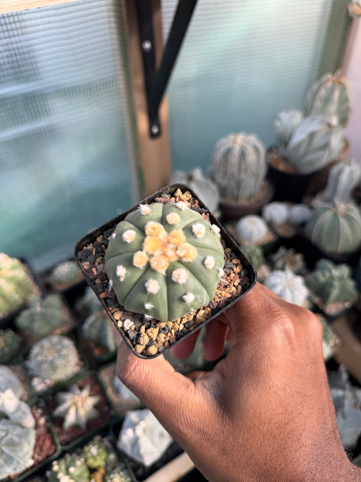 Astrophytum asterias Ooibo