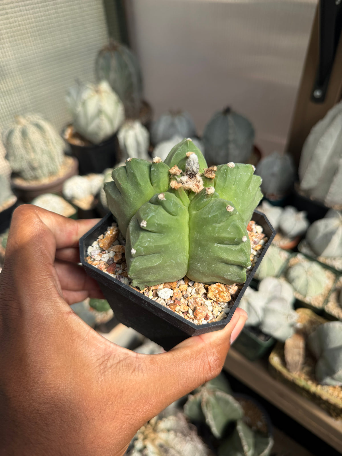 Astrophytum myriostigma Kikko