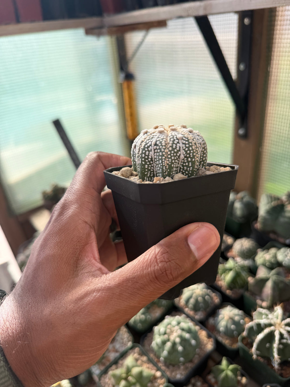 Astrophytum asterias Star Shape ‘Squid Legs’