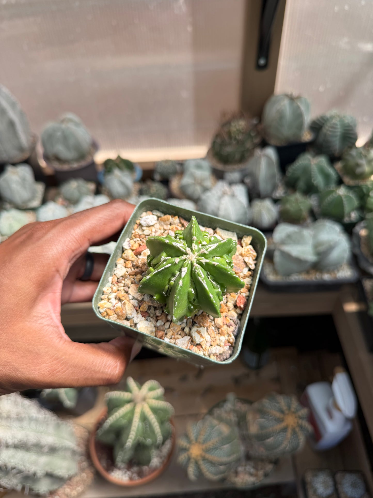 Astrophytum myriostigma Fukuryu Hakujo