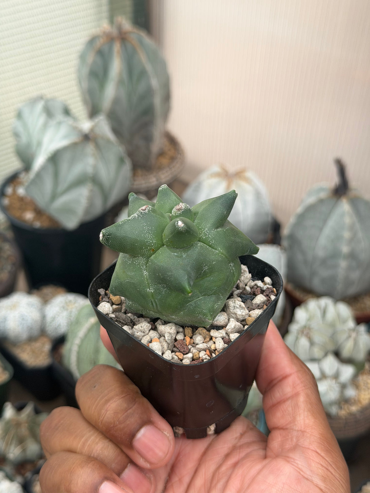 Astrophytum myriostigma Super Kikko
