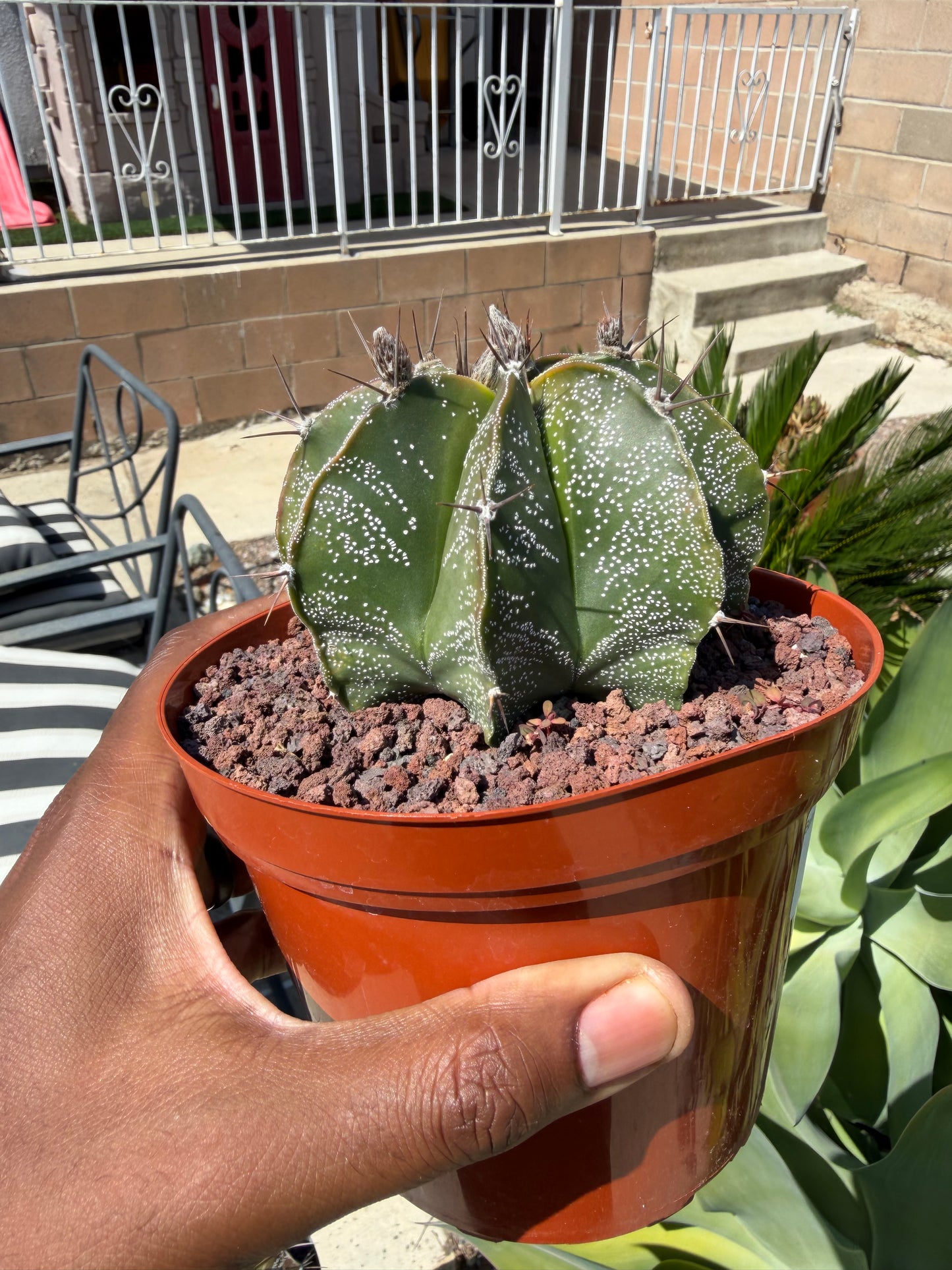 Astrophytum Ornatum