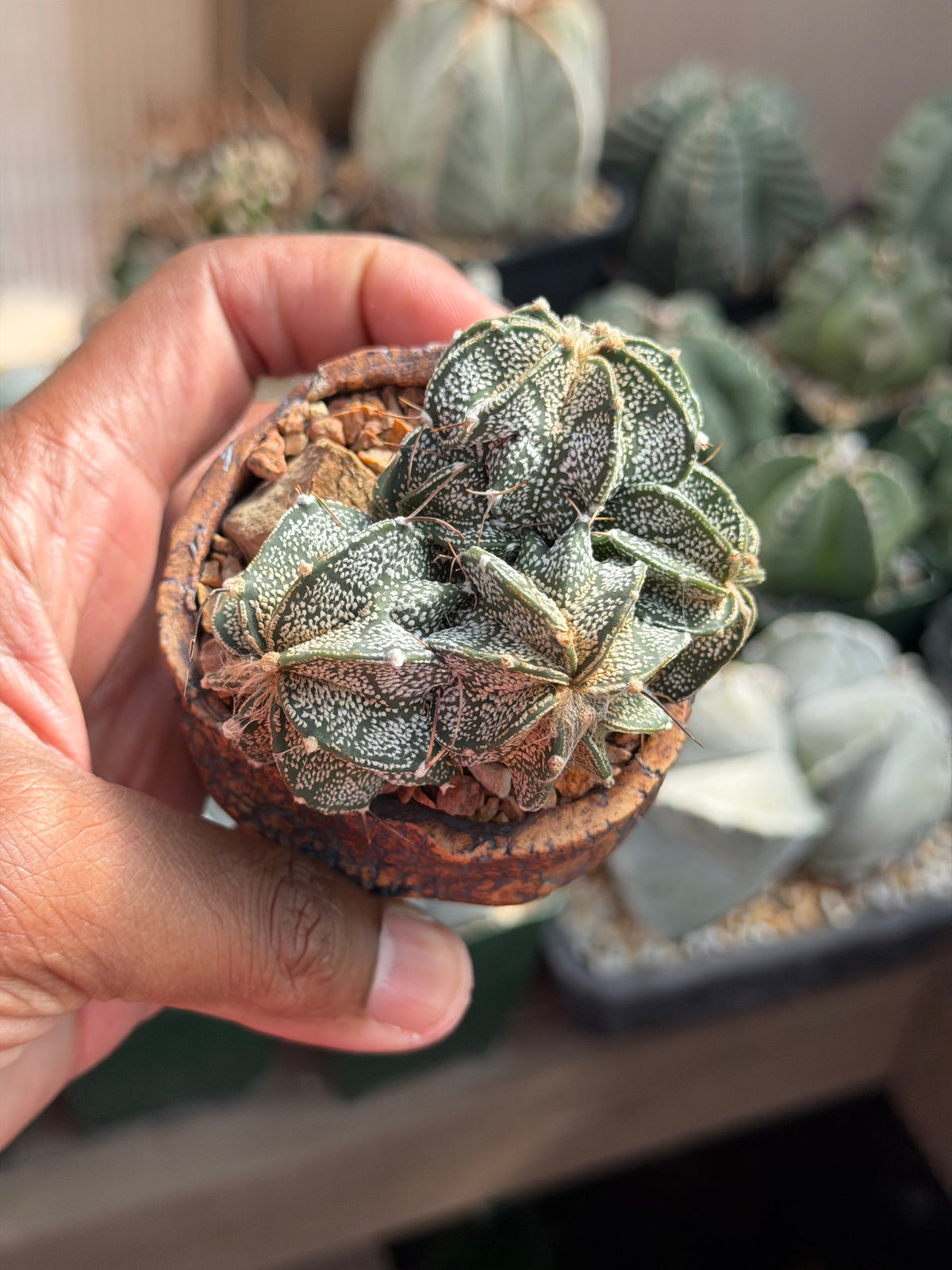 Astrophytum capricorne cluster