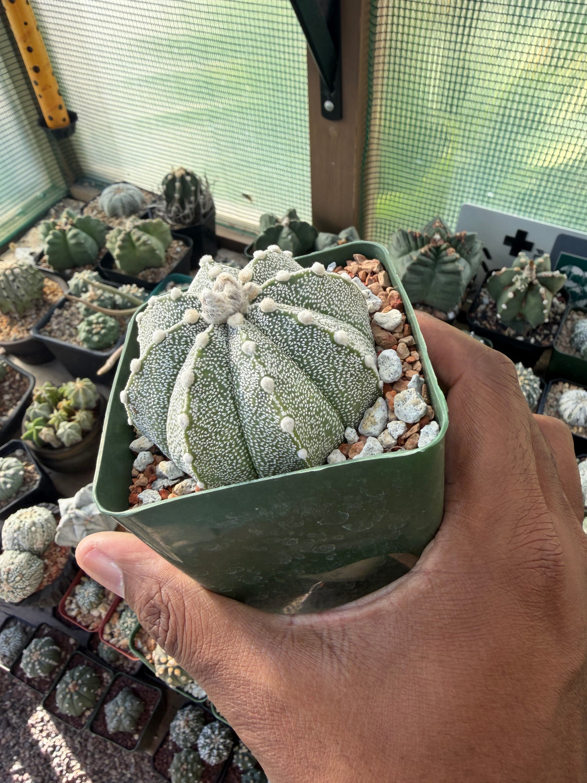 Astrophytum asterias x coahuilense