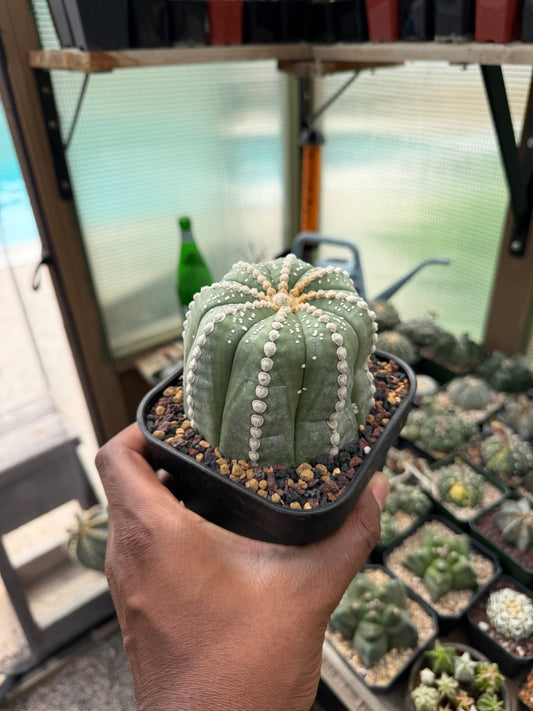 Astrophytum asterias Rensei