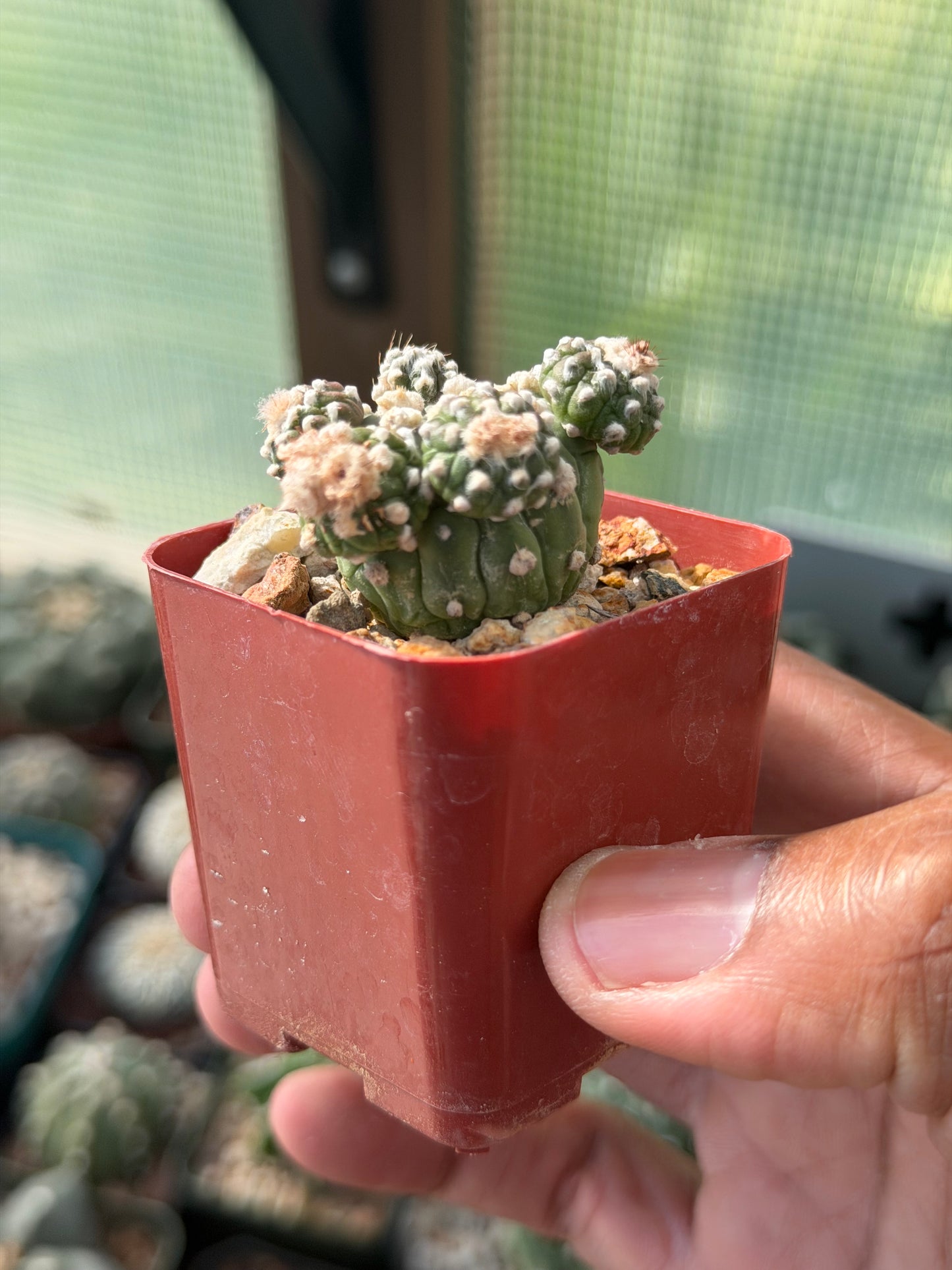 Astrophytum asterias prolifera