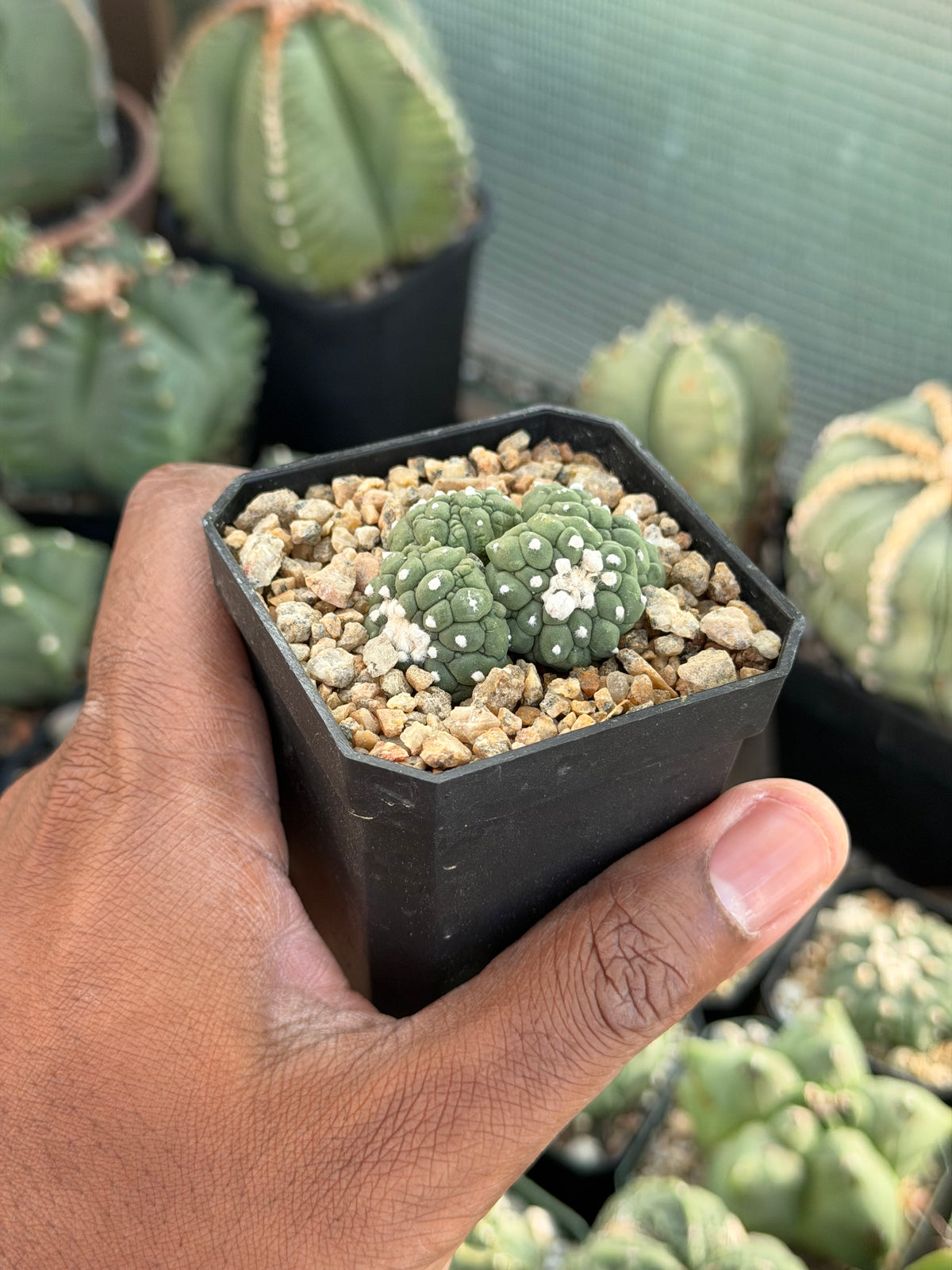 Astrophytum asterias Kikko Lizard Skin Cluster