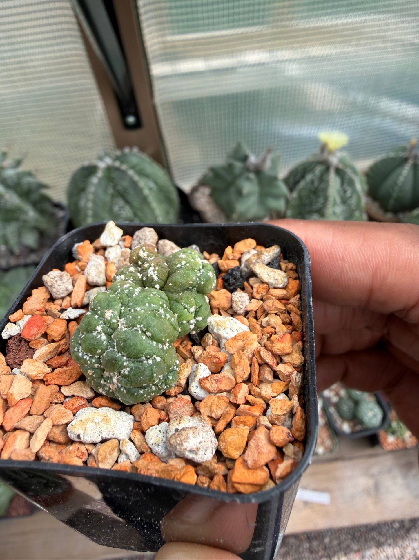 Astrophytum asterias Kikko Lizard Skin Cristata