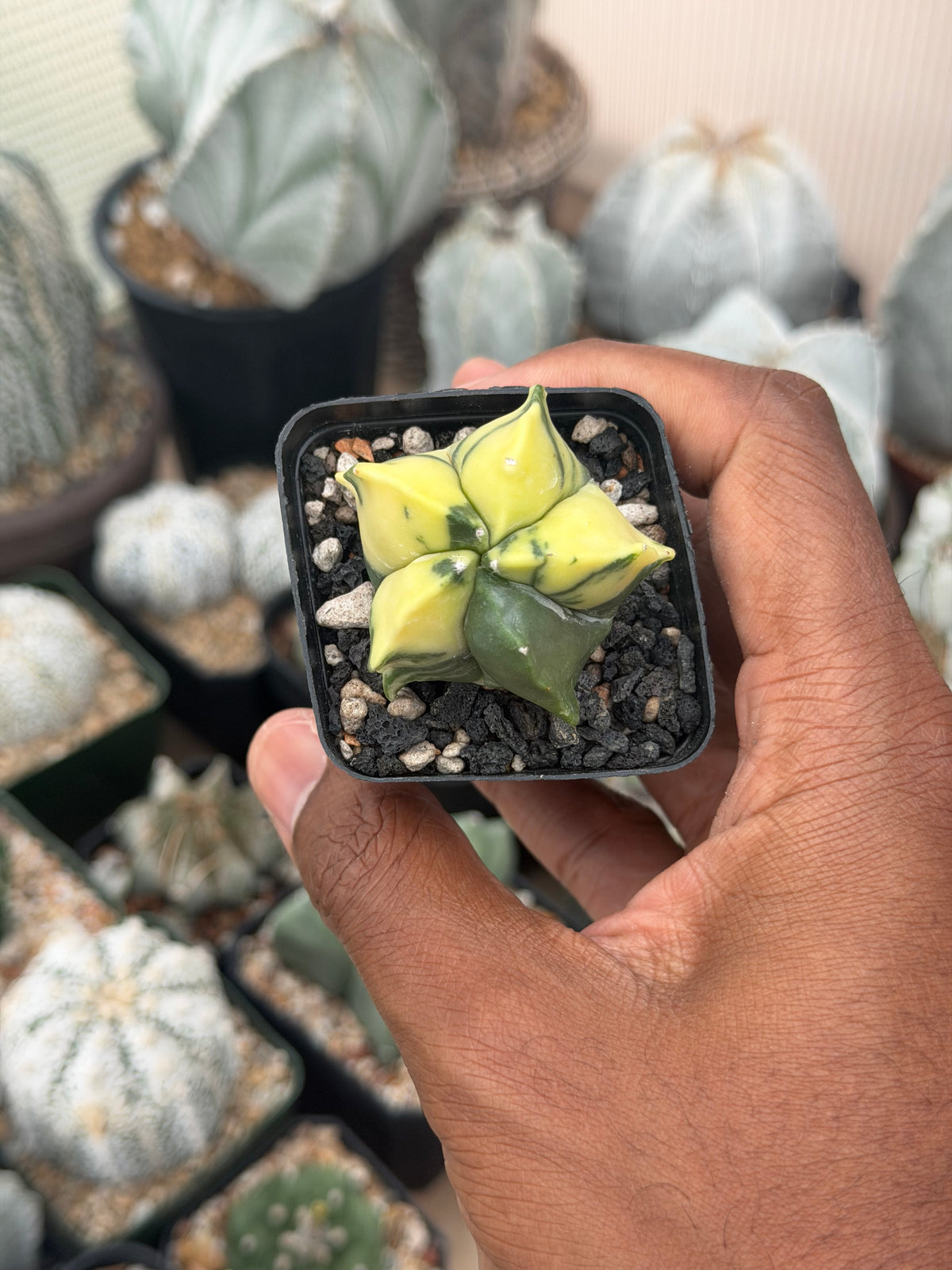Astrophytum myriostigma Kikko Variegated