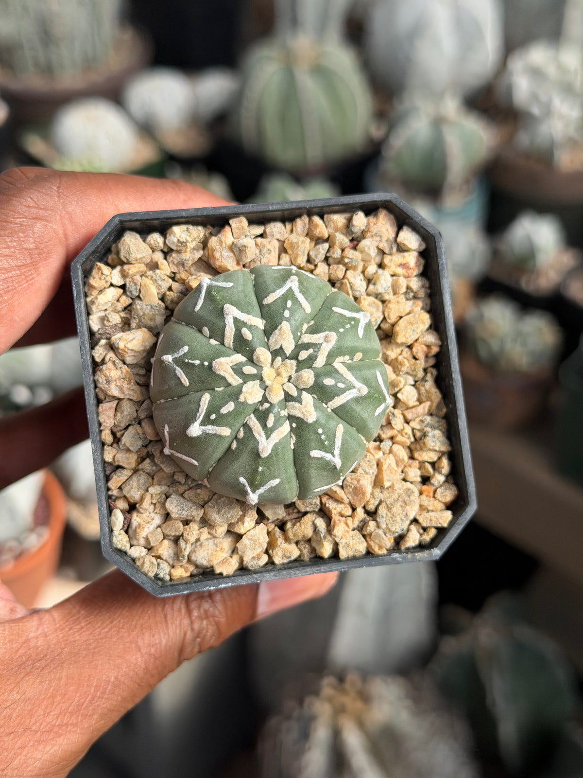 Astrophytum asterias V-Type nudum