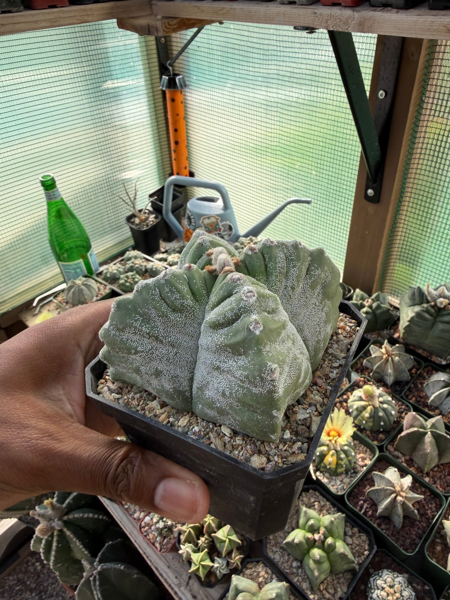 Astrophytum myriostigma Kikko Quadricostatum