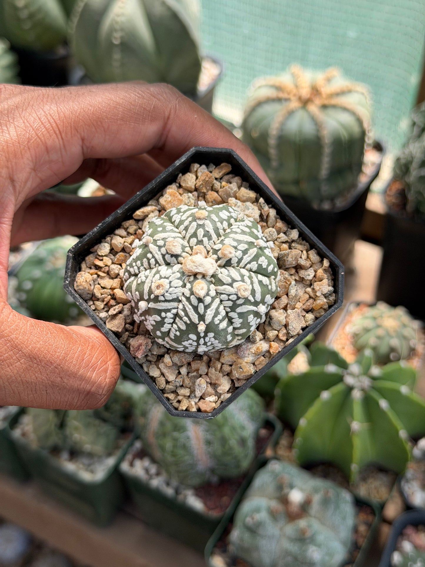 Astrophytum asterias Superkabuto V-Type