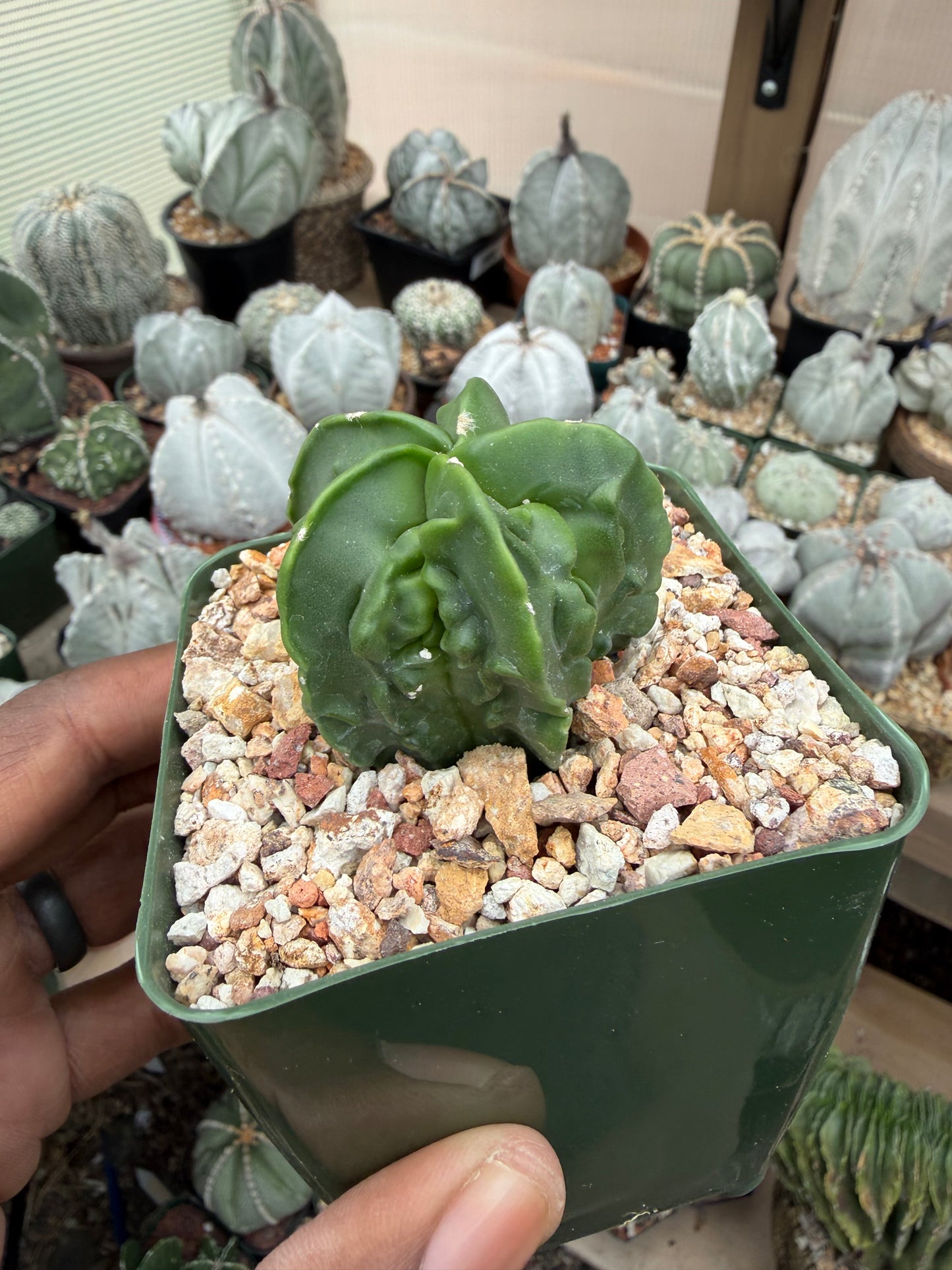 Astrophytum myriostigma Fukuryu