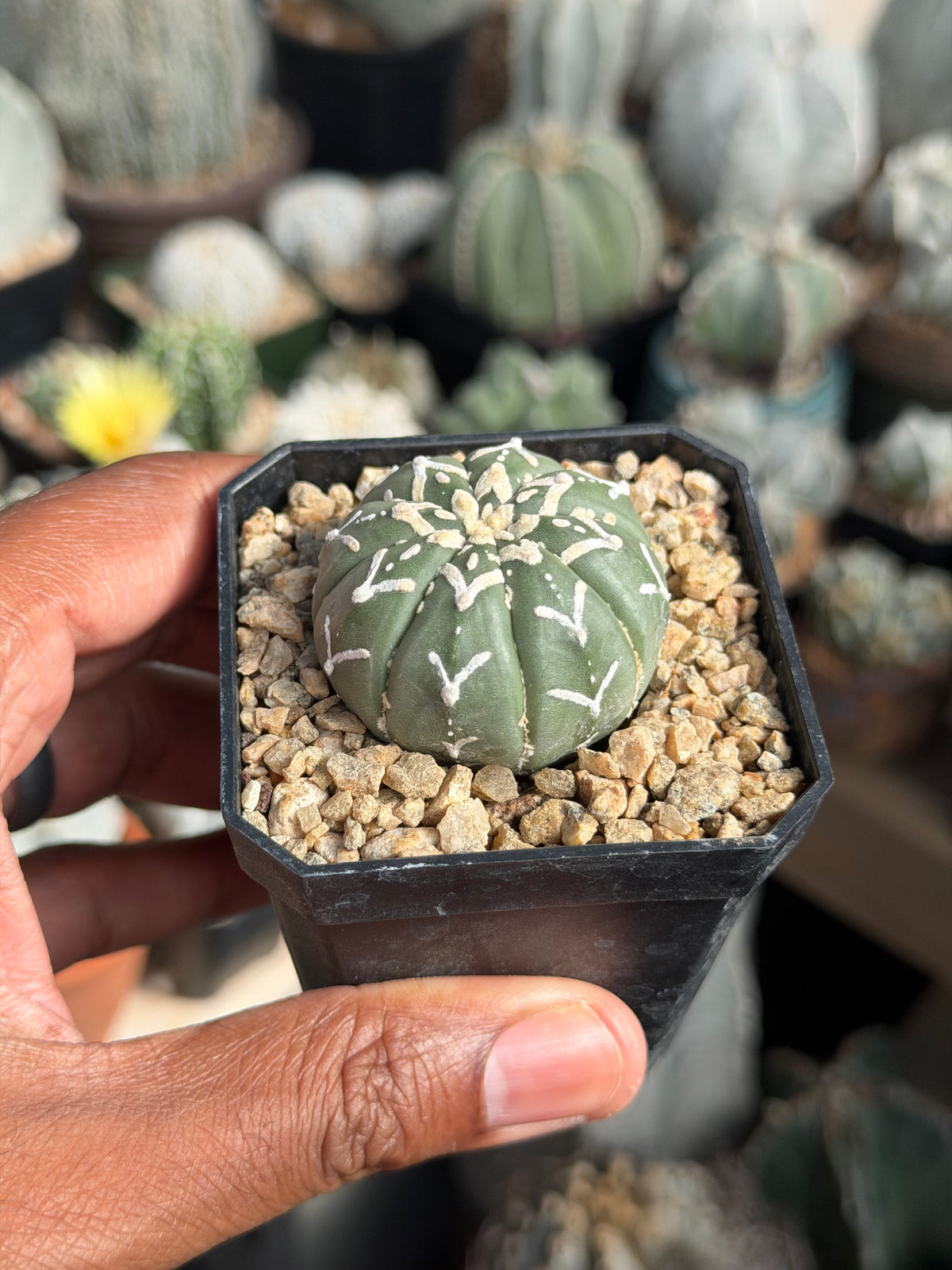 Astrophytum asterias V-Type nudum