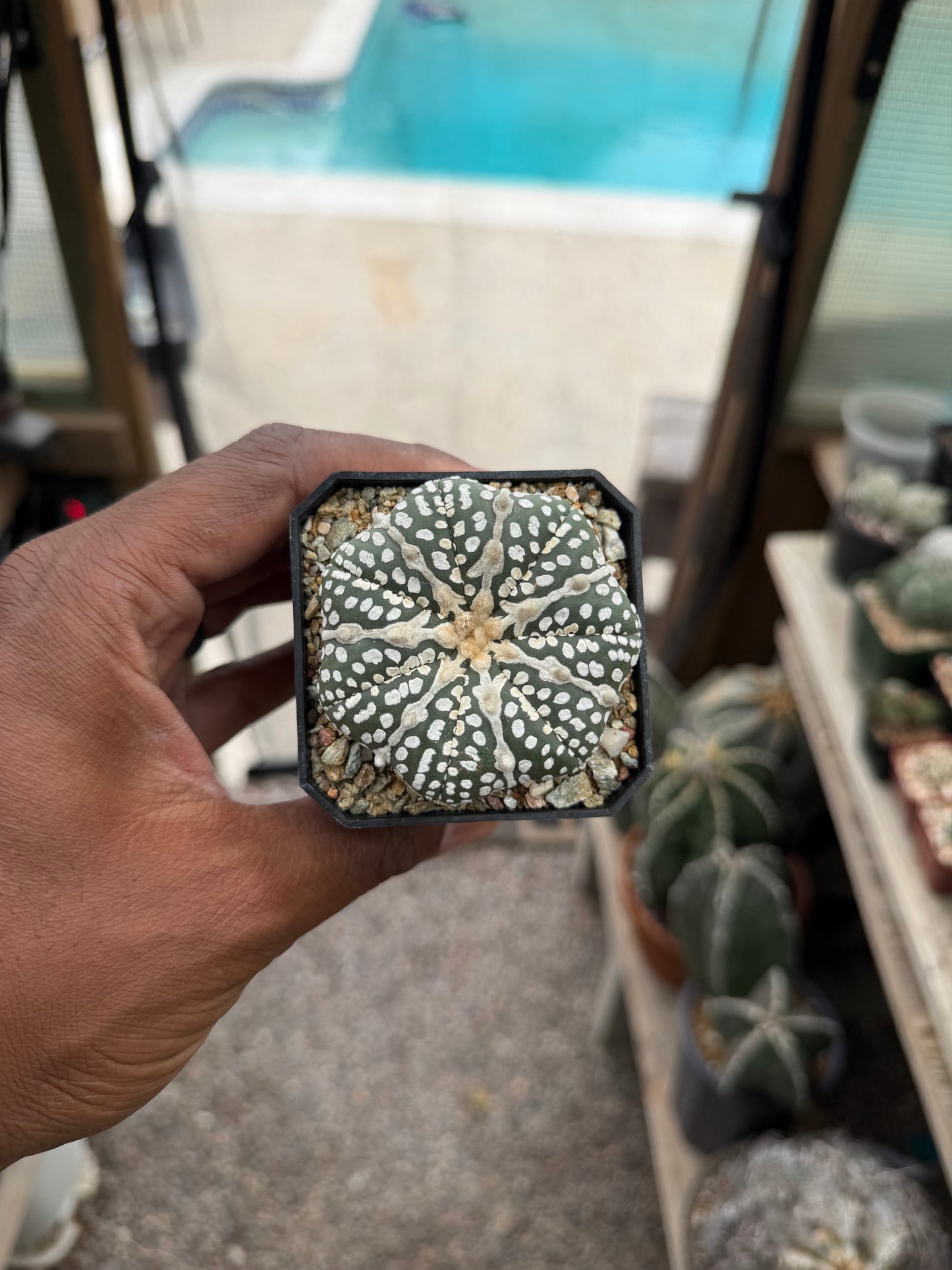 Astrophytum asterias Superkabuto Star Shape