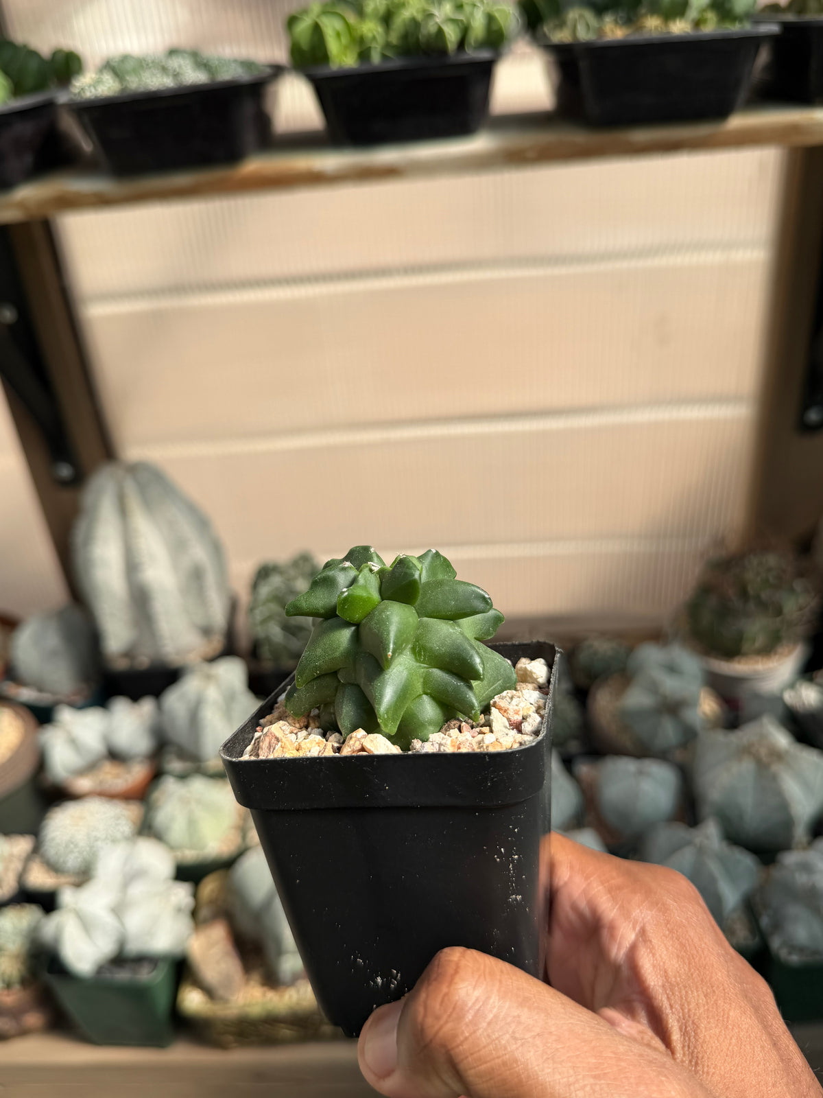 Astrophytum myriostigma Super Kikko