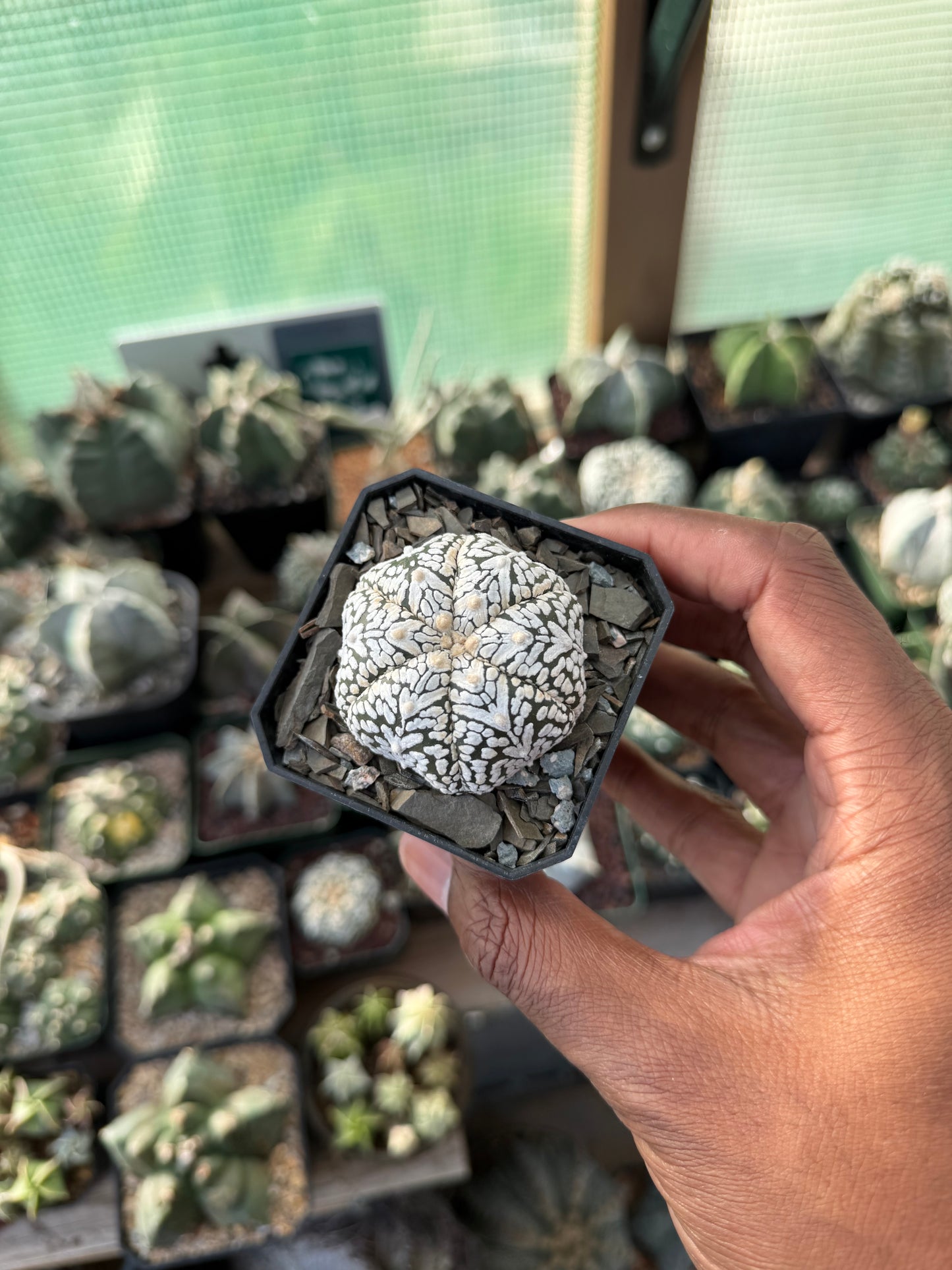 Astrophytum asterias Superkabuto V-Type