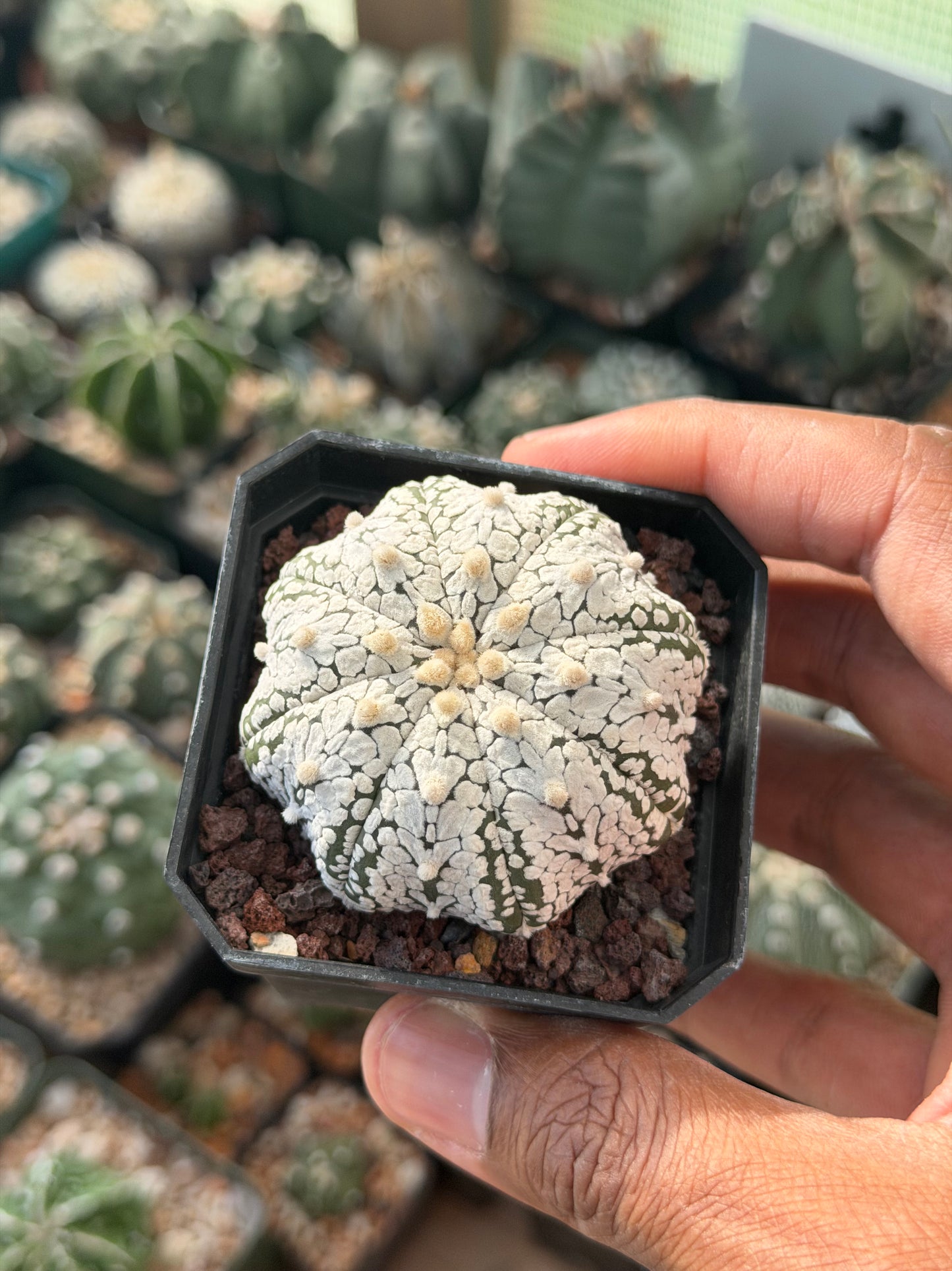 Astrophytum asterias Star Shape Snow