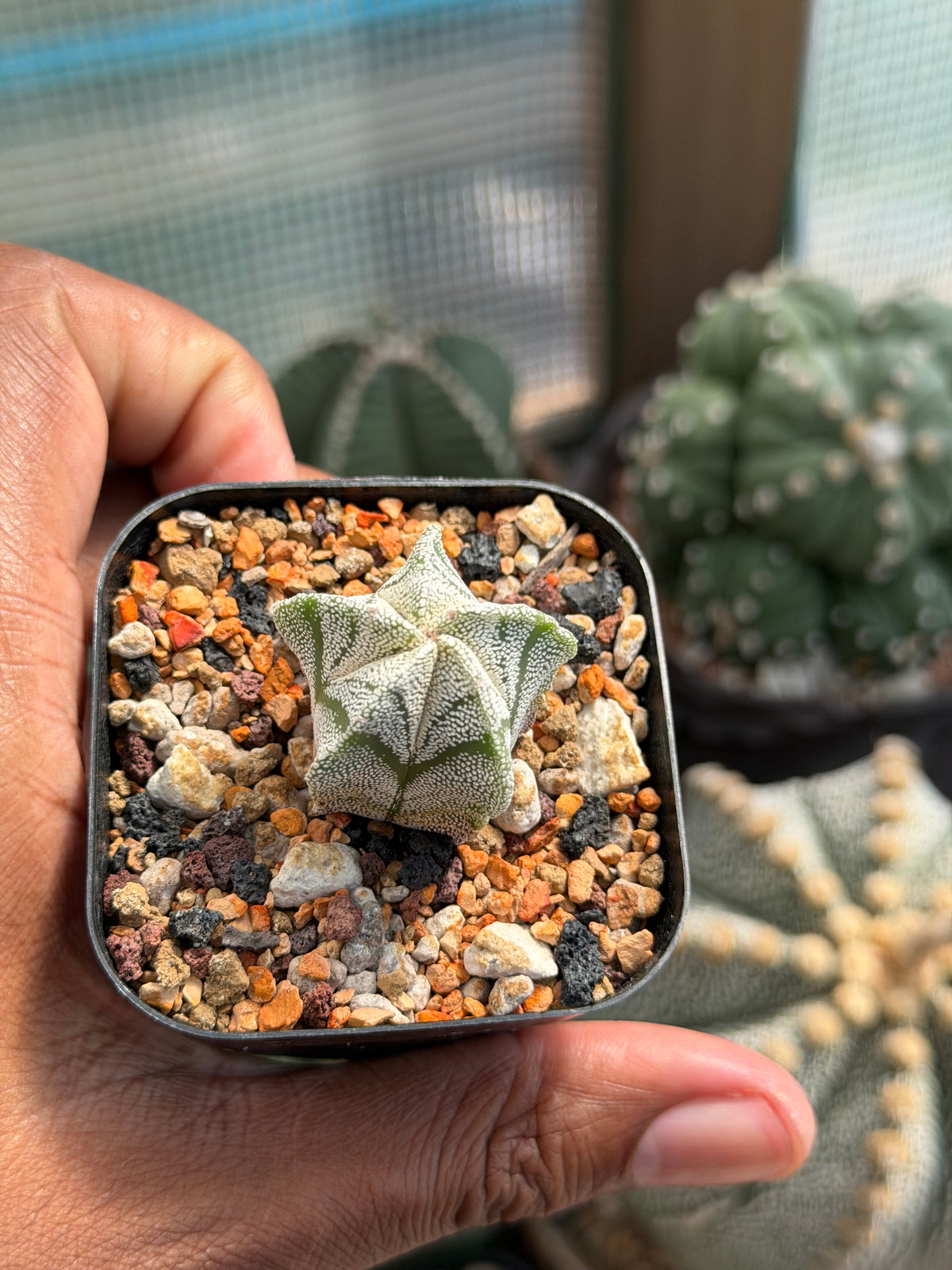 Astrophytum myriostigma