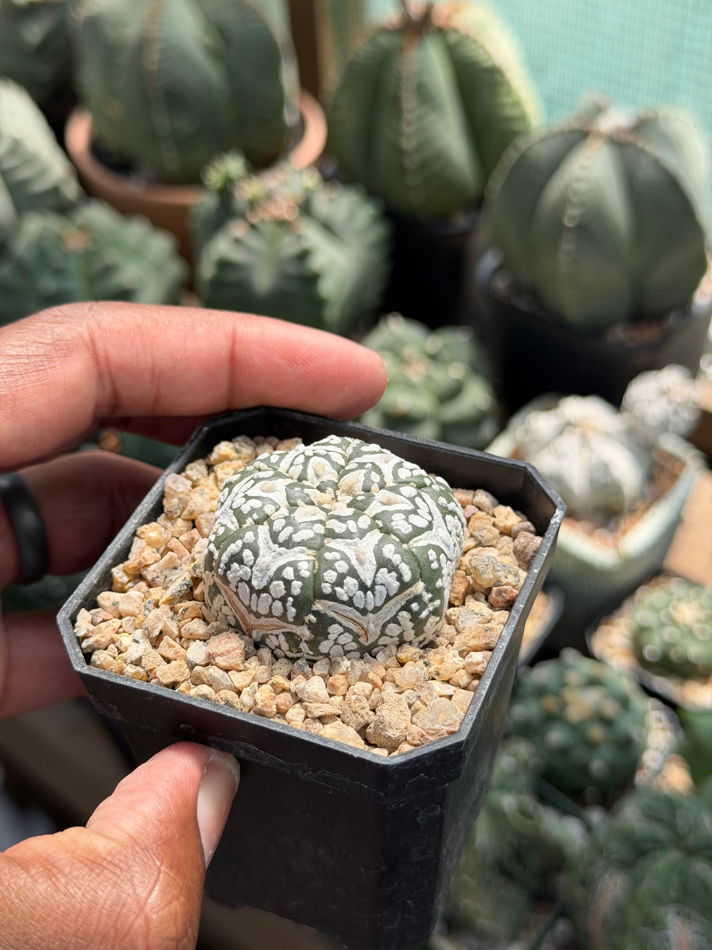 Astrophytum asterias Superkabuto V-Type