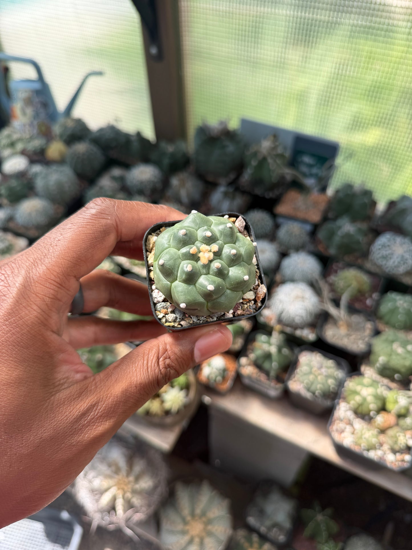 Astrophytum asterias Kikko