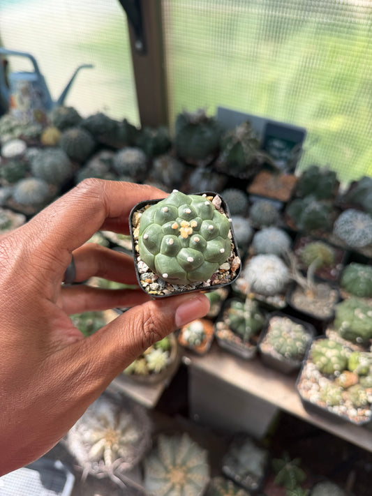 Astrophytum asterias Kikko
