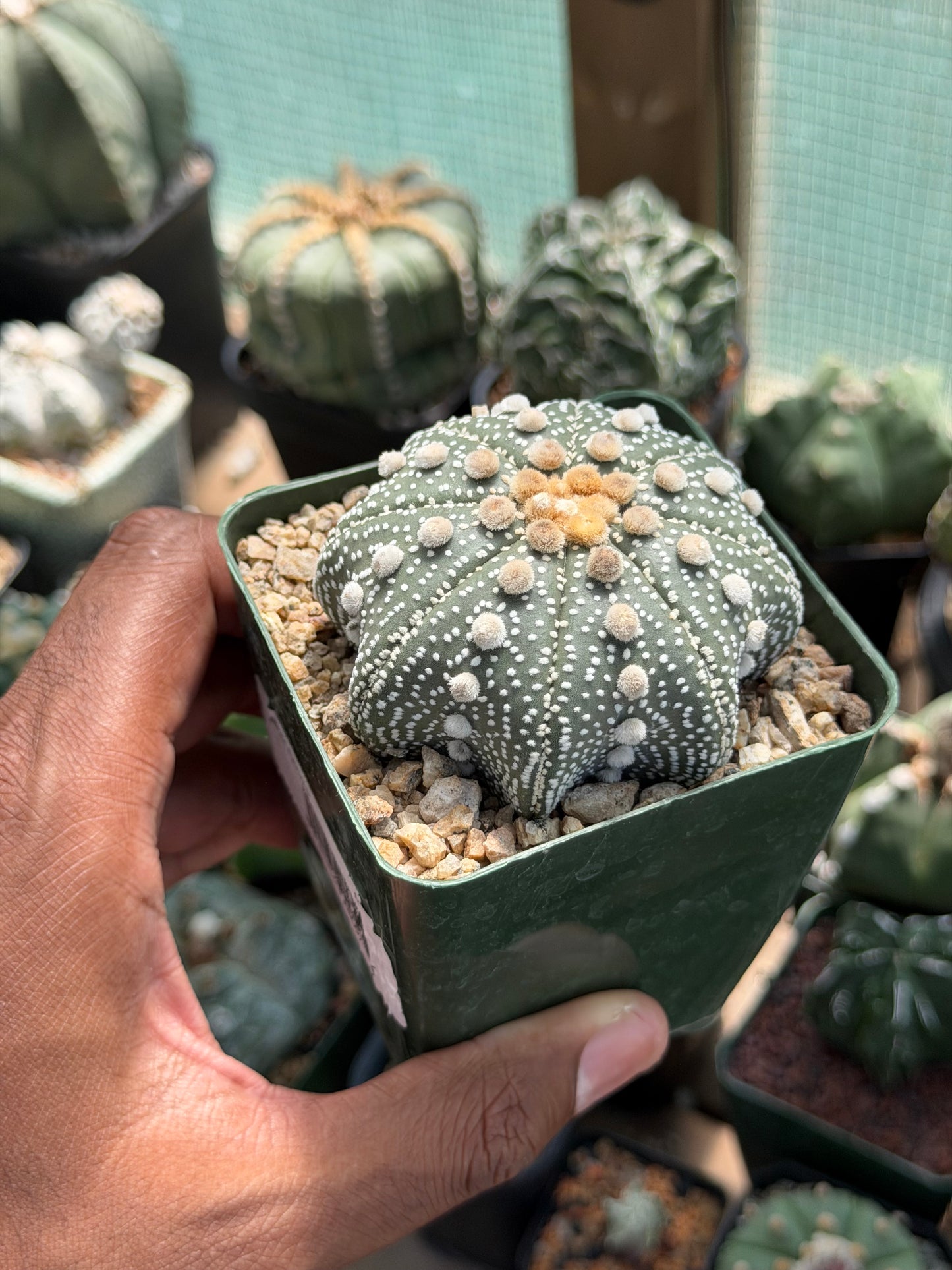 Astrophytum asterias Star Shape
