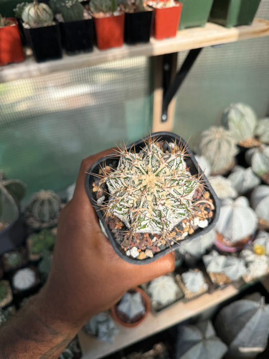 Astrophytum ornatum Fukuryu Hania